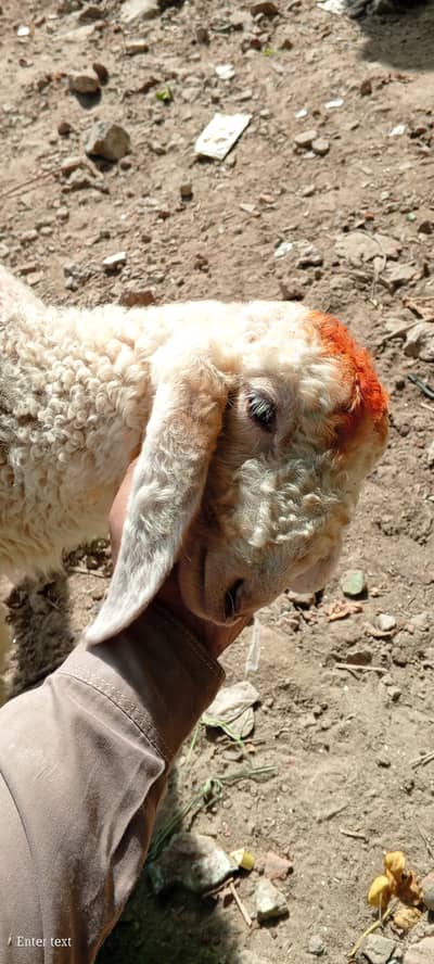 Dera gazi khan breed