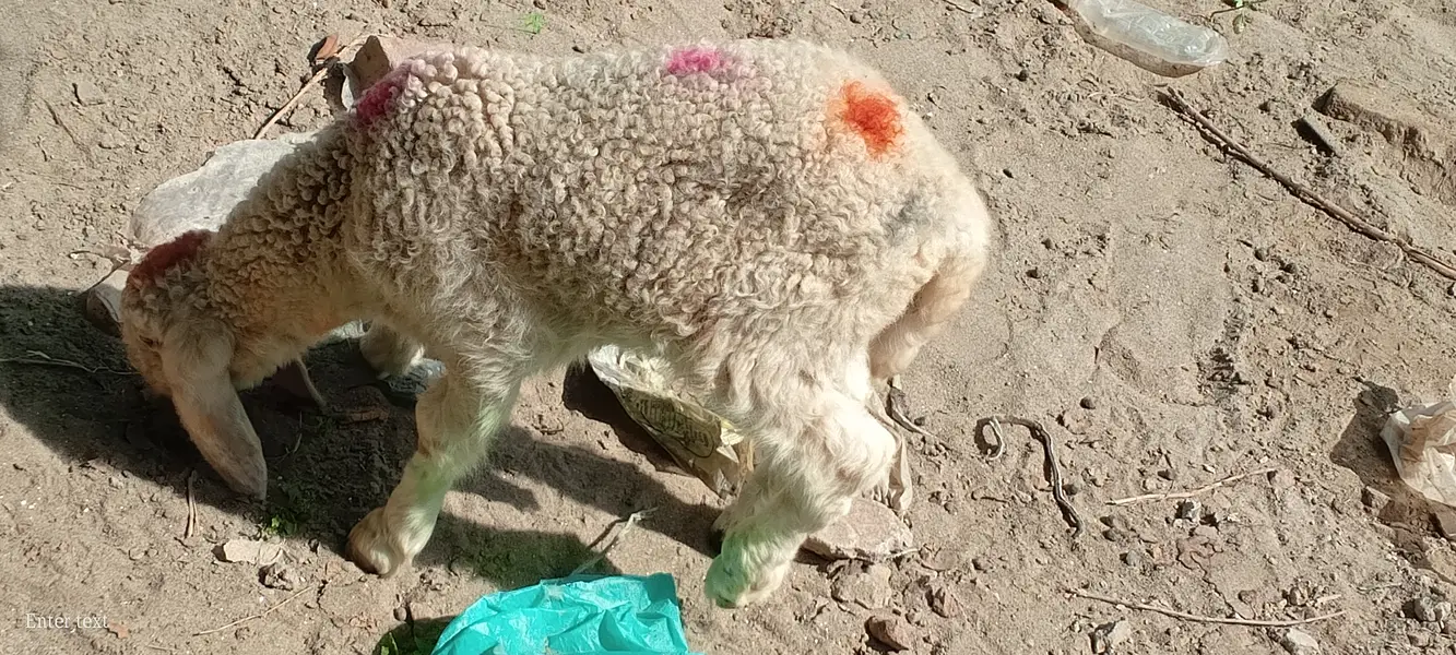 Dera gazi khan breed — photo 2