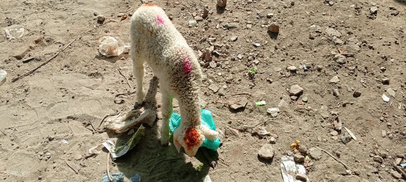 Dera gazi khan breed — photo 3
