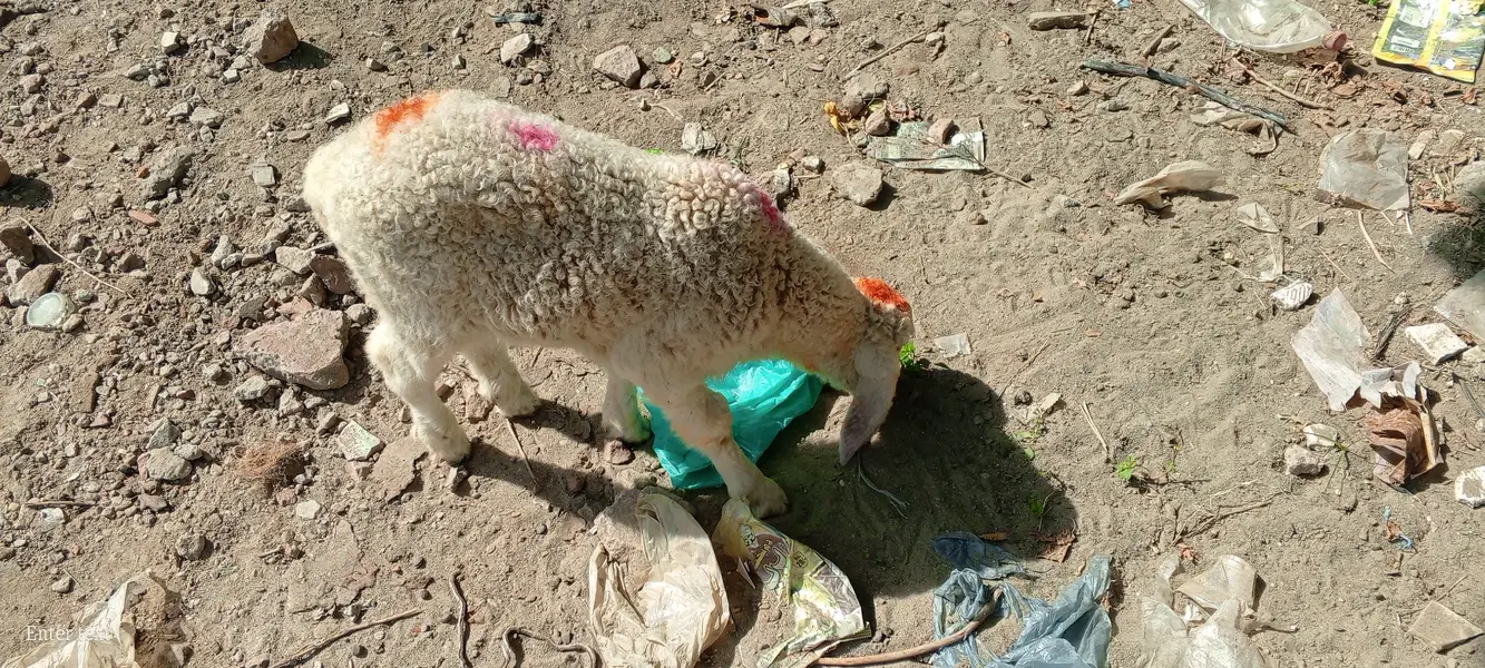 Dera gazi khan breed — photo 4