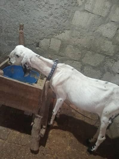 goat for sale