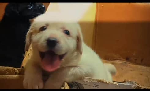Labrador pedigree microchipe puppy 03014615555