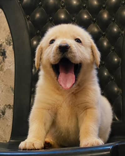 Labrador pedigree microchipe puppy 03014615555