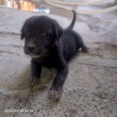 black Labrador