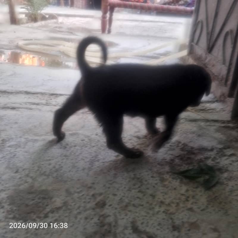 black Labrador 1