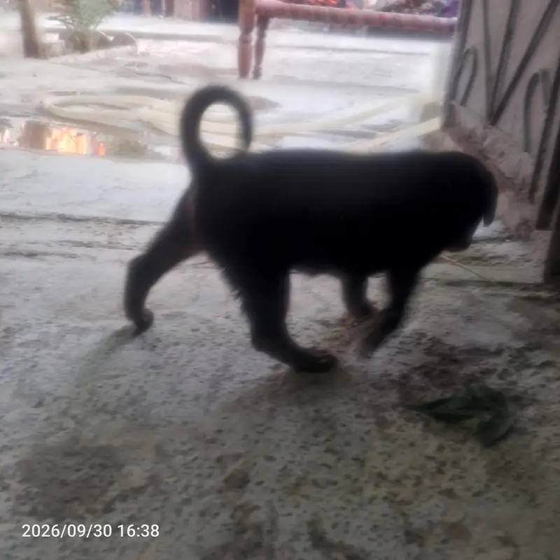 black Labrador — photo 2