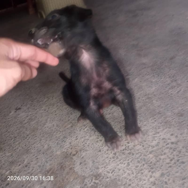 black Labrador 2