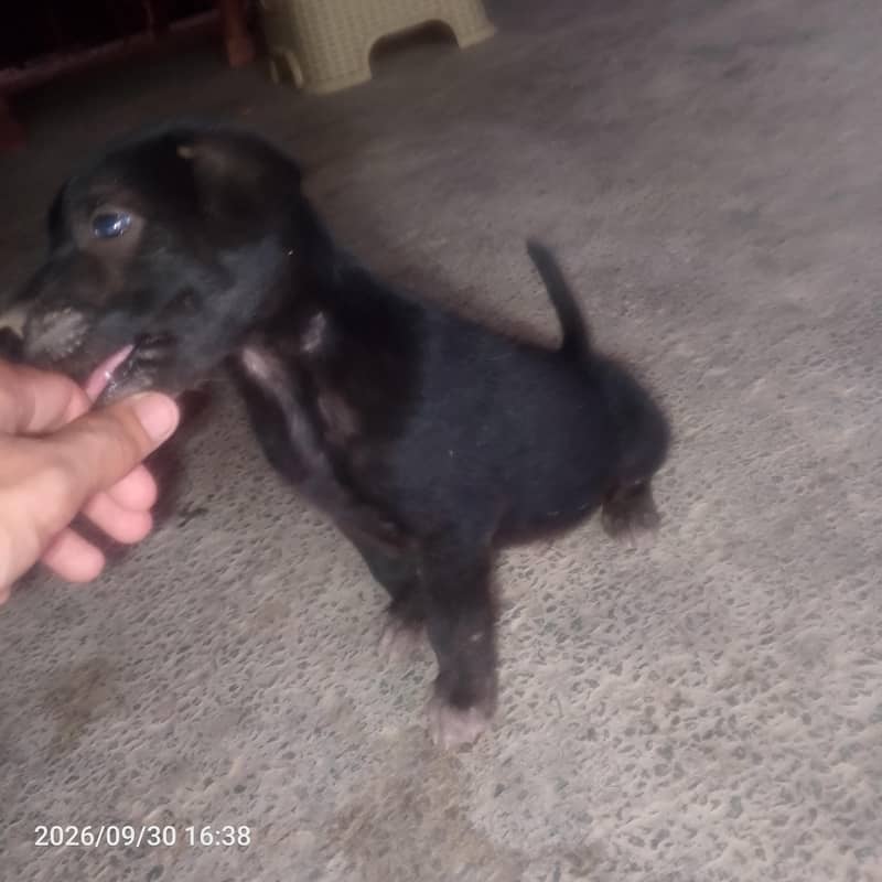 black Labrador 3
