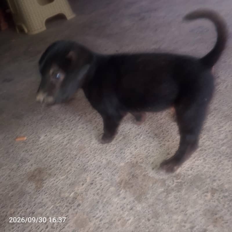 black Labrador 4