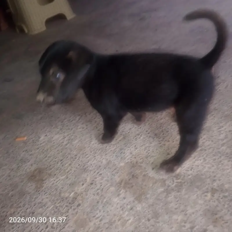 black Labrador — photo 5