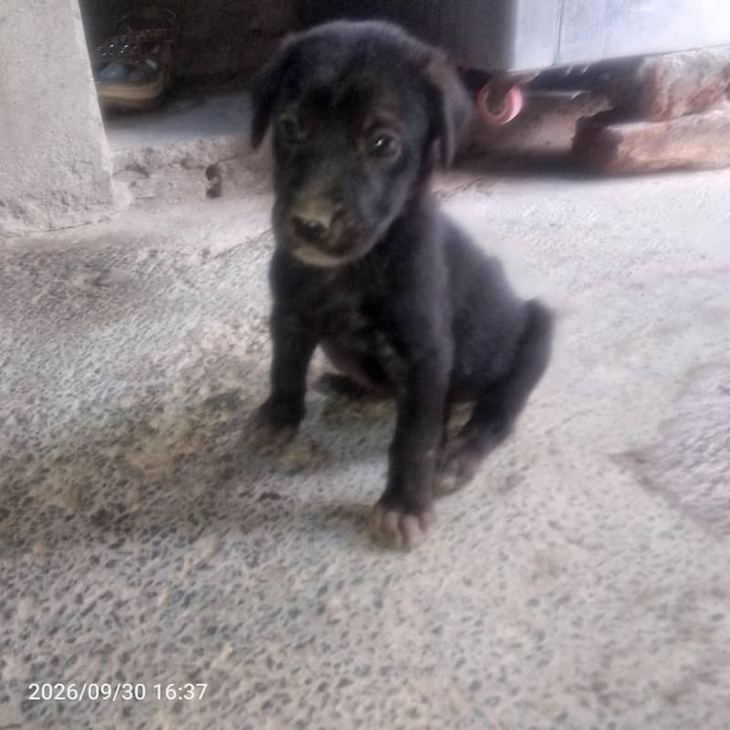 black Labrador 5