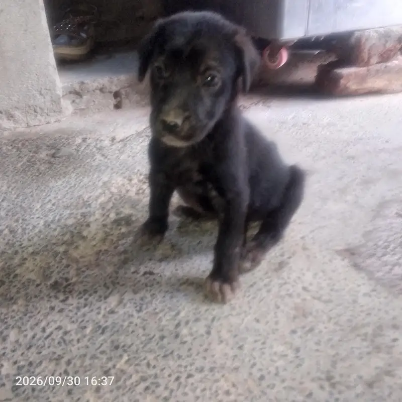 black Labrador — photo 6