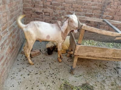 Bakra 2 dant