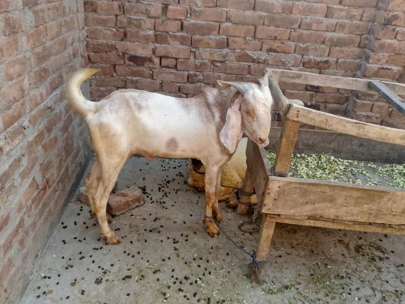 Bakra 2 dant 1