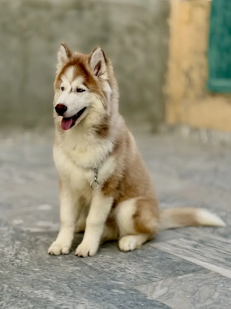 Siberean husky male Dog Fully Trained & adorable — photo 2