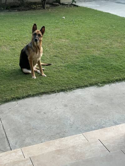 German Shepherd breeder Female