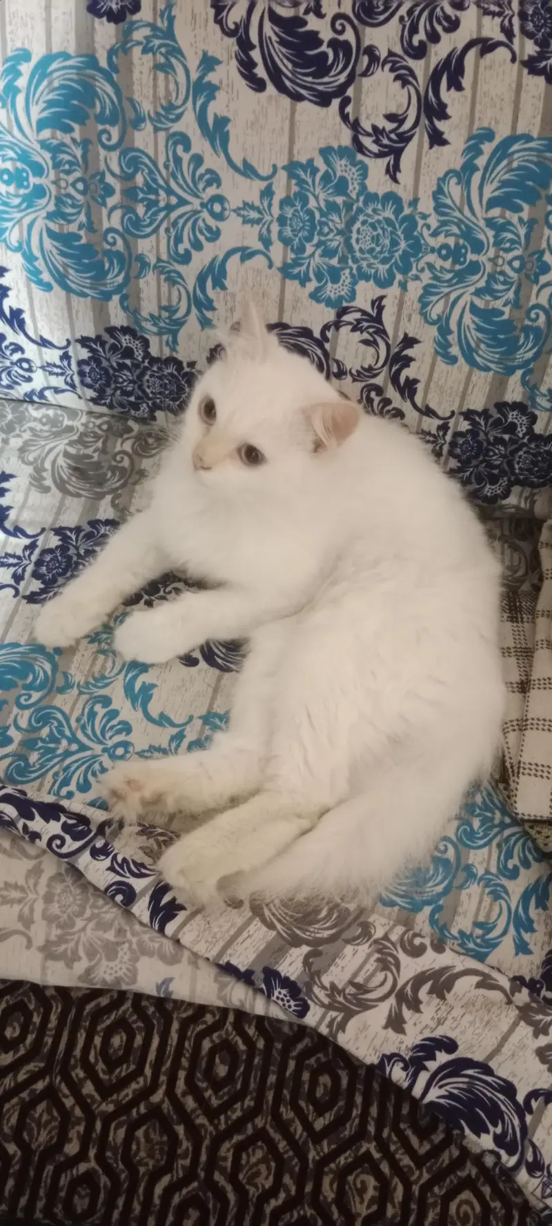urgent sale — photo 4