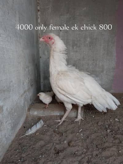 selling aseel hira mushka lasani pair