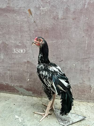 selling aseel mushka lasani pair