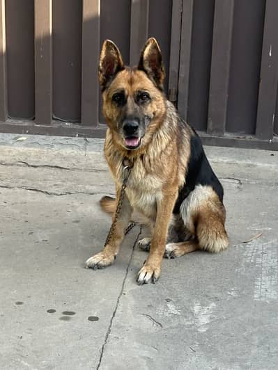 German Shepherd breeder Female