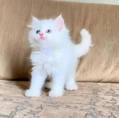 Persian cat for sale 2 month age vaccination ok