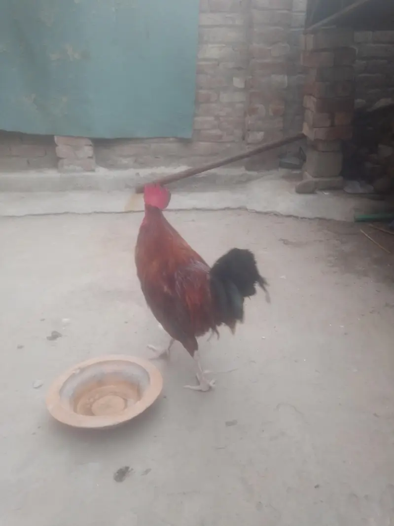 Cock for Urgent sale contact : 0301 4929920 only serious byers contact — photo 2