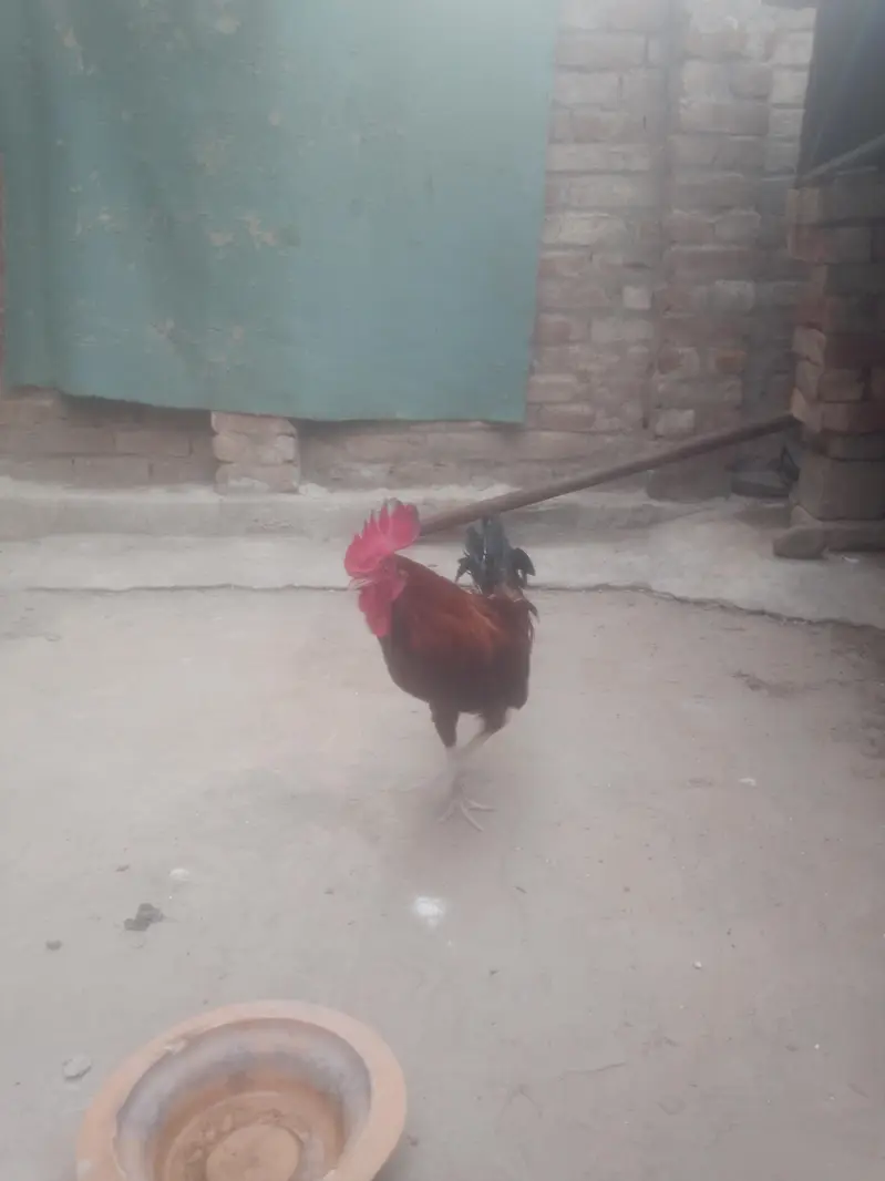 Cock for Urgent sale contact : 0301 4929920 only serious byers contact — photo 3