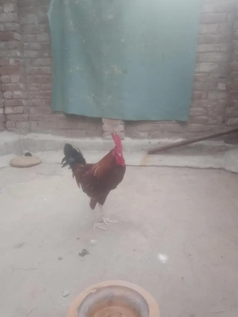 Cock for Urgent sale contact : 0301 4929920 only serious byers contact — photo 4