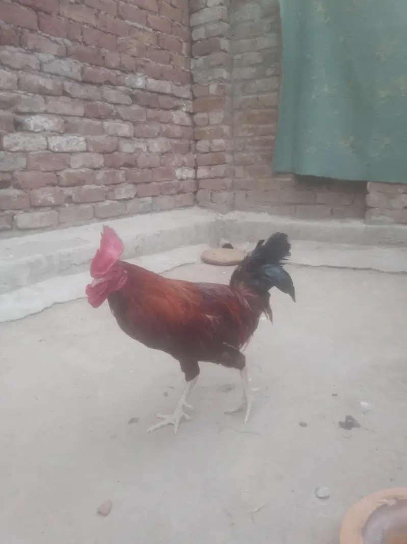 Cock for Urgent sale contact : 0301 4929920 only serious byers contact — photo 5