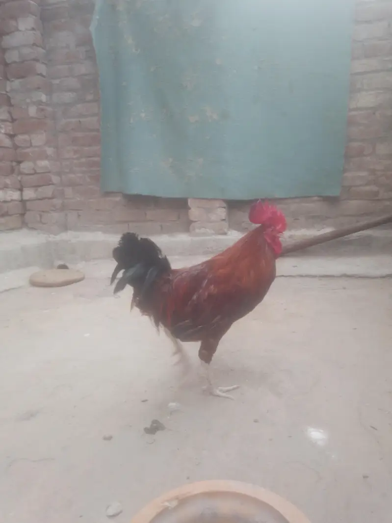 Cock for Urgent sale contact : 0301 4929920 only serious byers contact — photo 6