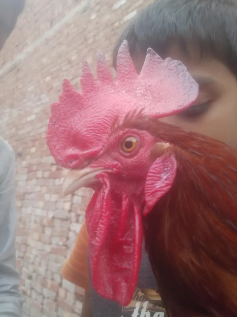 Cock for Urgent sale contact : 0301 4929920 only serious byers contact — photo 7