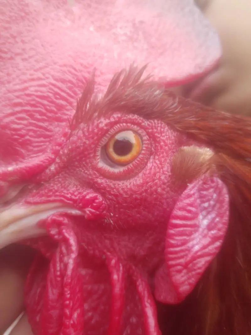 Cock for Urgent sale contact : 0301 4929920 only serious byers contact — photo 8