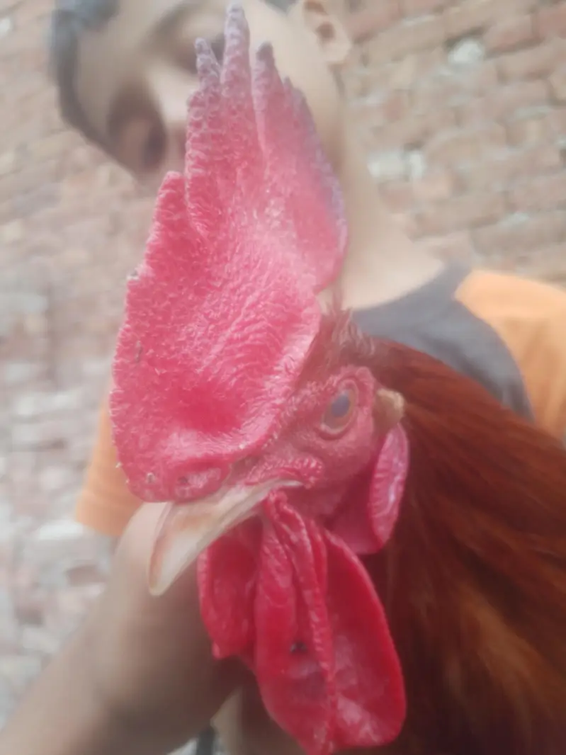 Cock for Urgent sale contact : 0301 4929920 only serious byers contact — photo 9