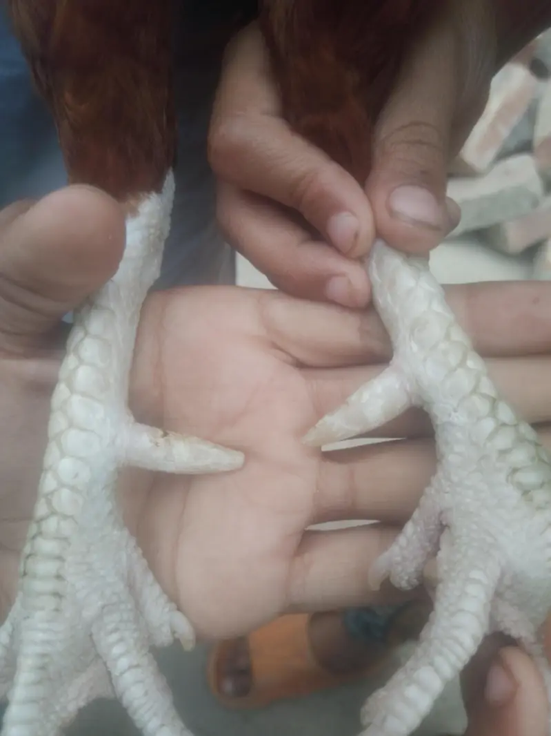 Cock for Urgent sale contact : 0301 4929920 only serious byers contact — photo 10