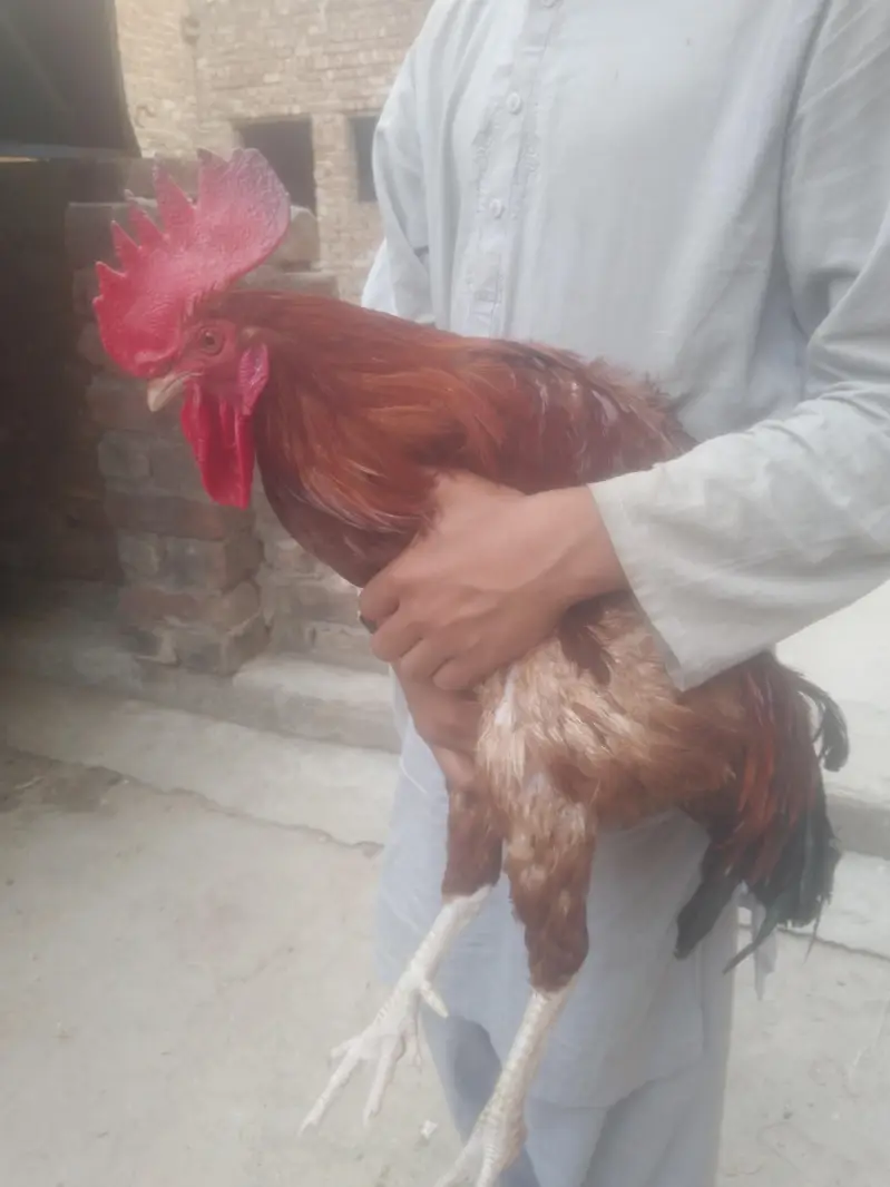 Cock for Urgent sale contact : 0301 4929920 only serious byers contact — photo 12