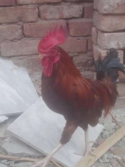 Cock for Urgent sale contact : 0301 4929920 only serious byers contact
