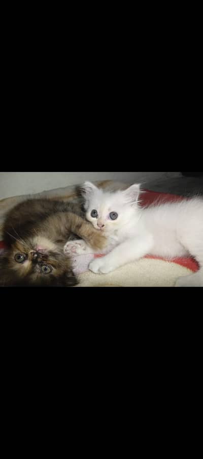 Persian Punch 3 Cord Cat Baby's For Sale 0305.4364606