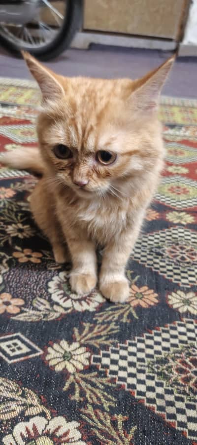 Beautiful fluffy Persian Cat