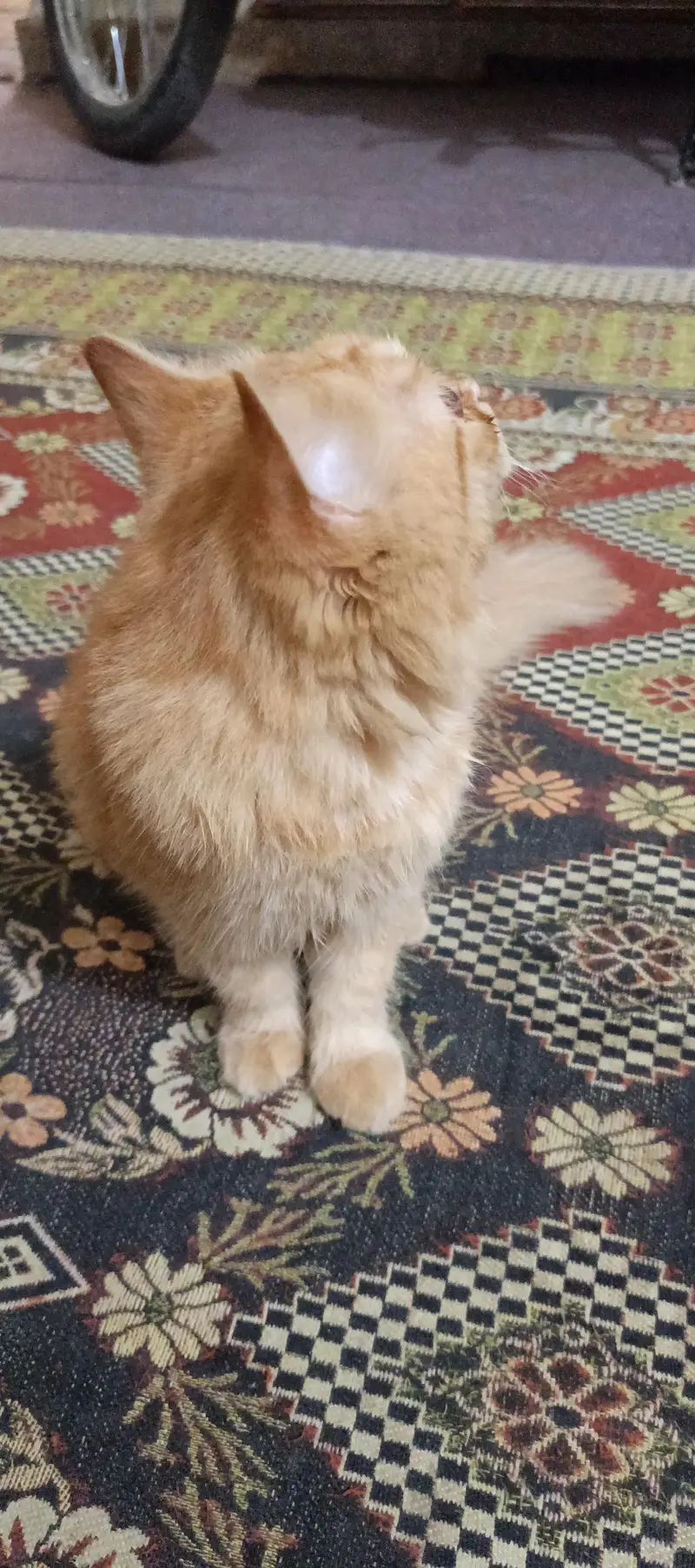 Beautiful fluffy Persian Cat — photo 2