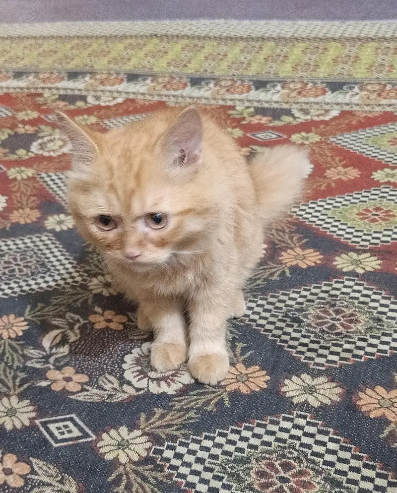 Beautiful fluffy Persian Cat — photo 3