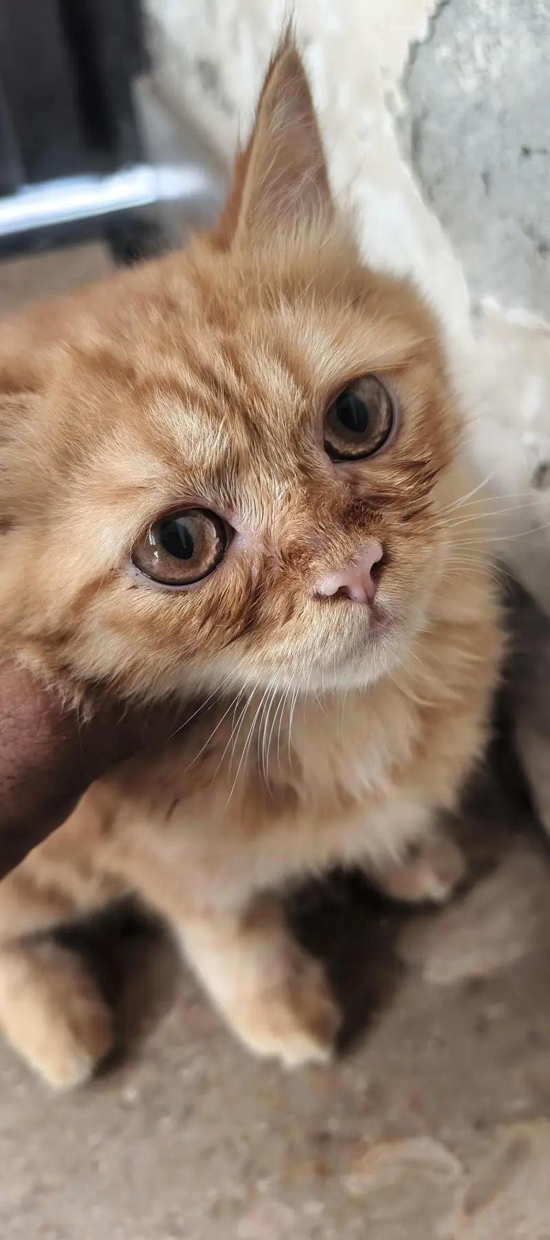 Beautiful fluffy Persian Cat — photo 4