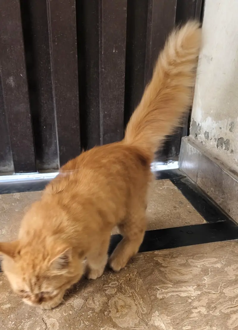 Beautiful fluffy Persian Cat — photo 5