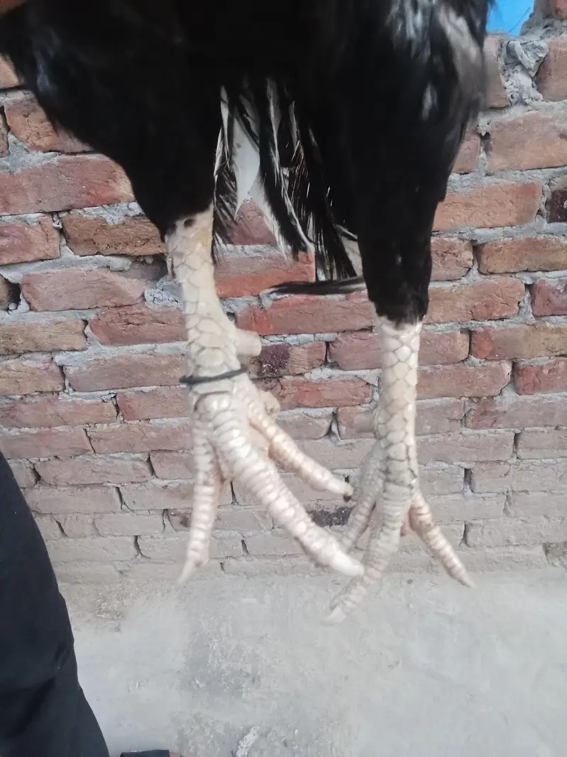 aseel Mianwali — photo 2