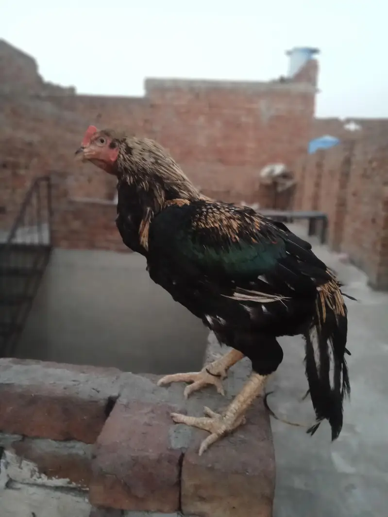 aseel Mianwali — photo 3