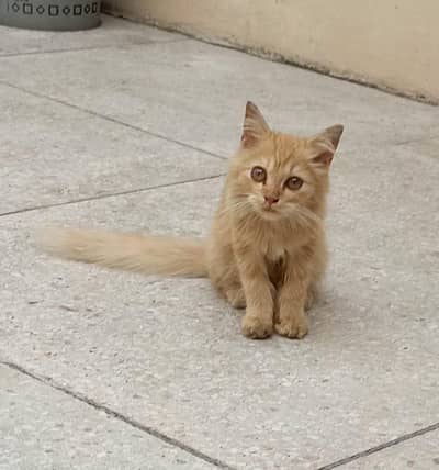 persian