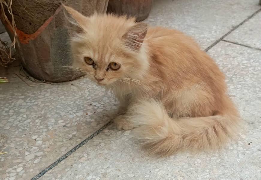 persian 1