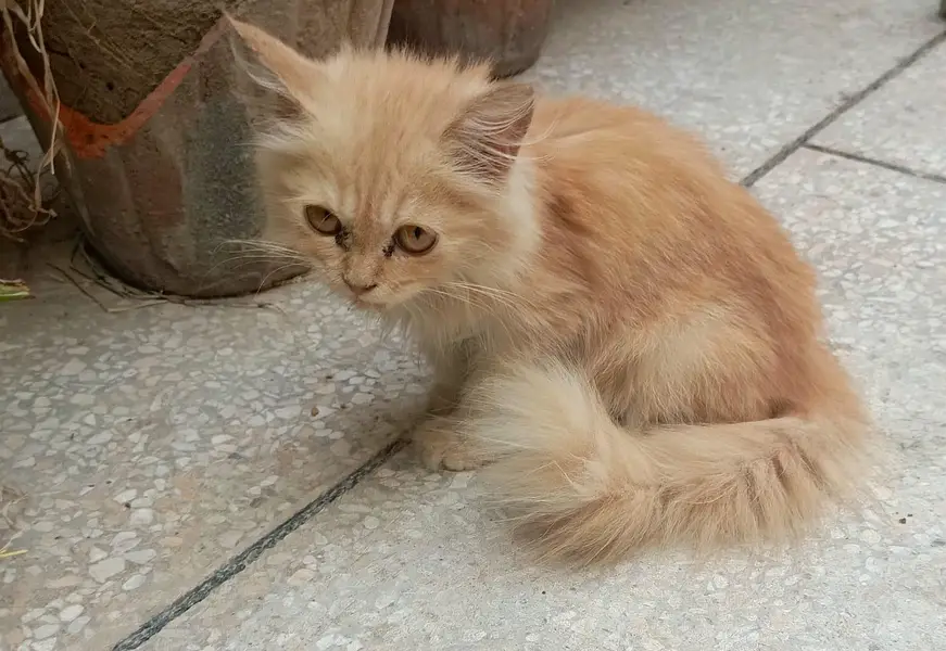 persian — photo 2