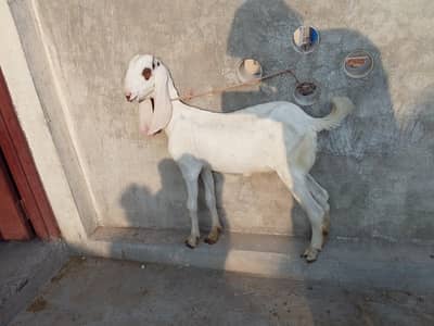 Betal bakri