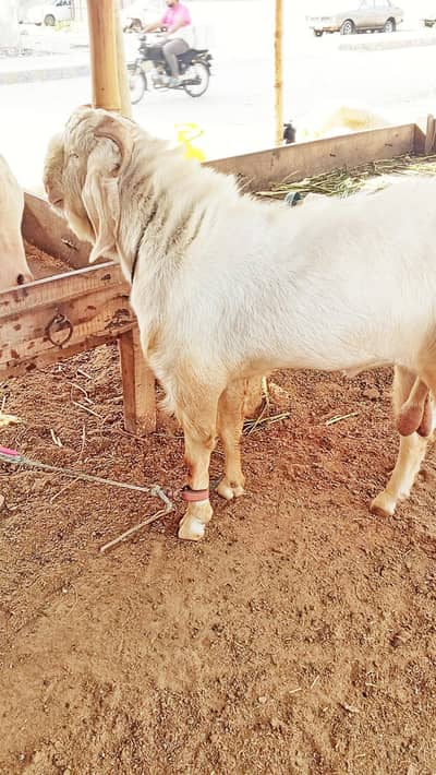 fresh 2 Dant Bakra