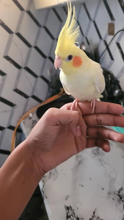 hand tame